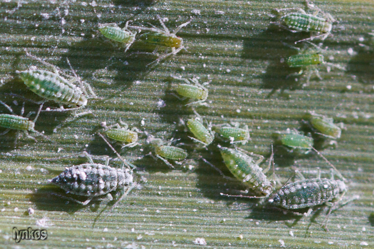 afide farinoso del pesco e del susino: Hyalopterus sp.