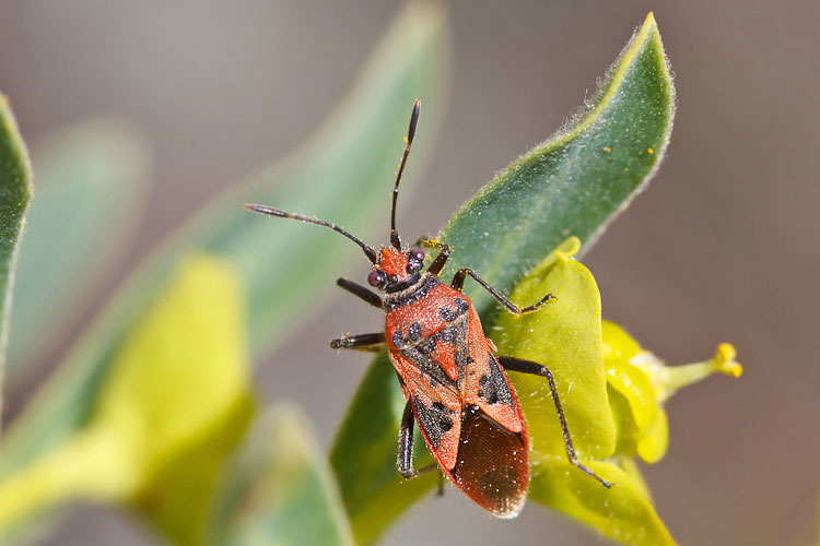 Avevo pensato ad un Spilostethus...ma  Corizus hyoscyami