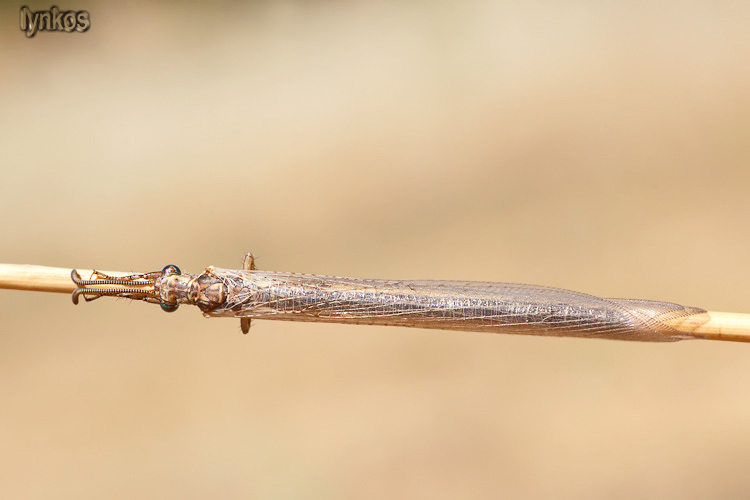 Myrmeleontidae nell''aquilano: Creoleon cfr. plumbeus