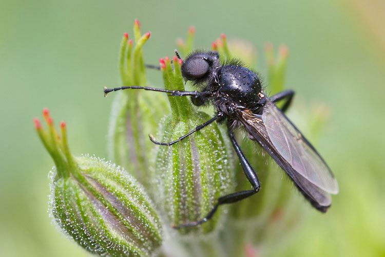 Bibionidae in love