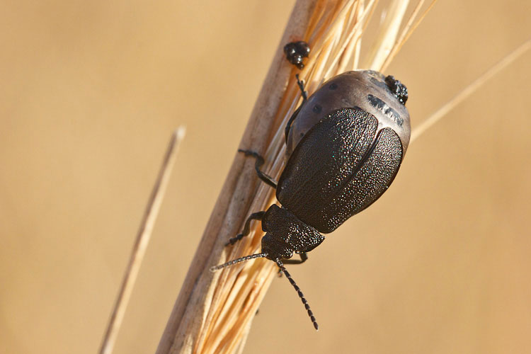 Galeruca tanaceti
