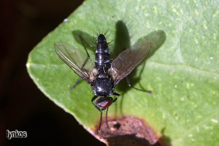 Provo con Muscidae