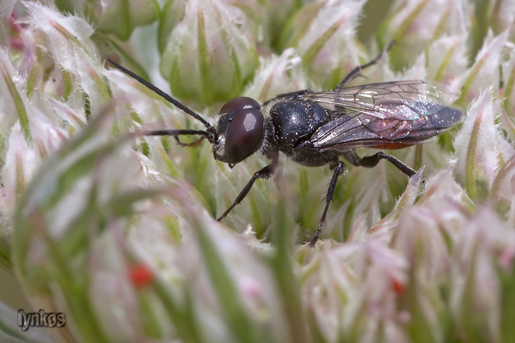 maschio di Astata sp. (Crabronidae)