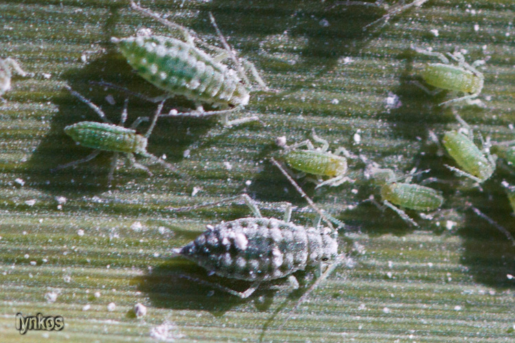 afide farinoso del pesco e del susino: Hyalopterus sp.