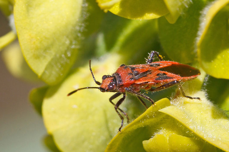 Avevo pensato ad un Spilostethus...ma  Corizus hyoscyami