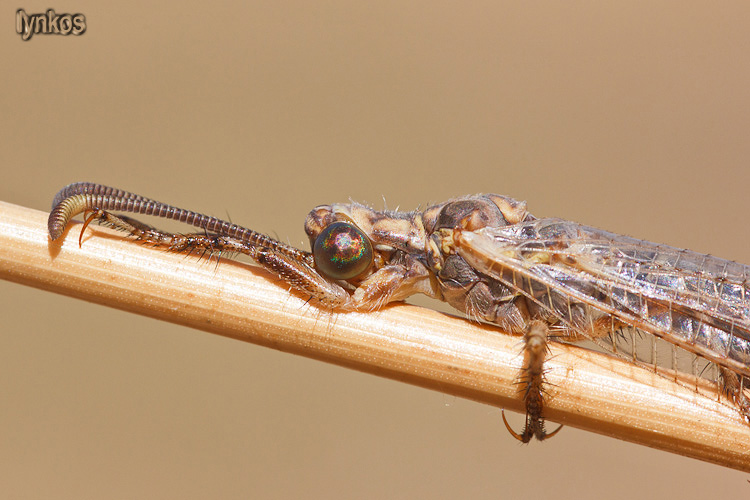 Myrmeleontidae nell''aquilano: Creoleon cfr. plumbeus