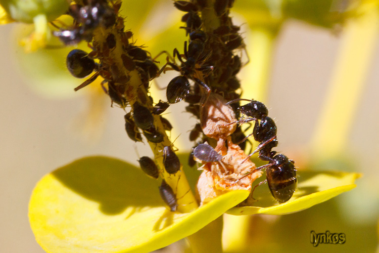 Possibili Messor meridionalis? No. Camponotus cfr piceus