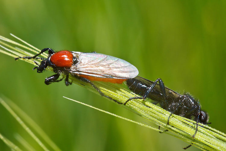 Bibionidae in love
