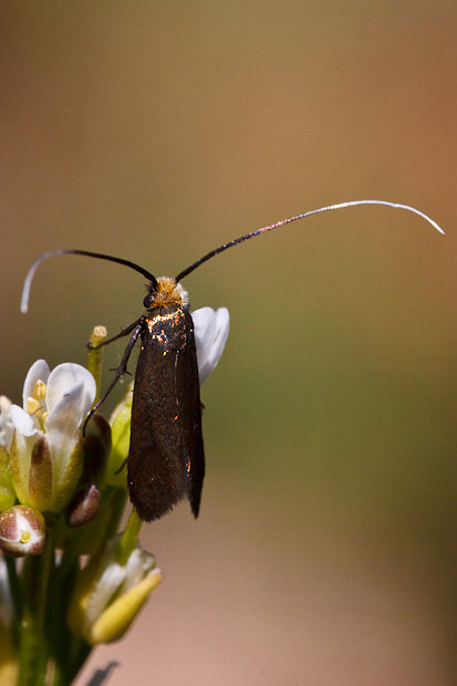 Adelidae (?) irridescente