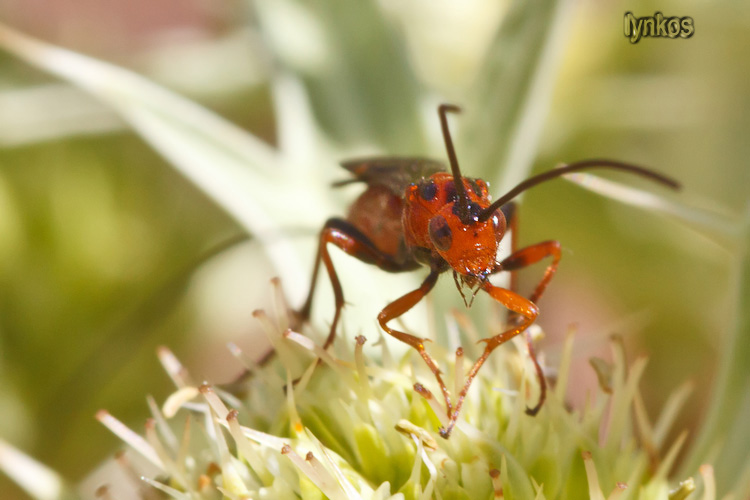 Braconidae nero e arancione... ci riprovo!