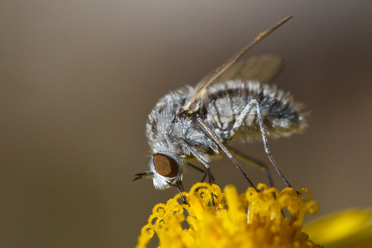 E'' un Bombyliidae?