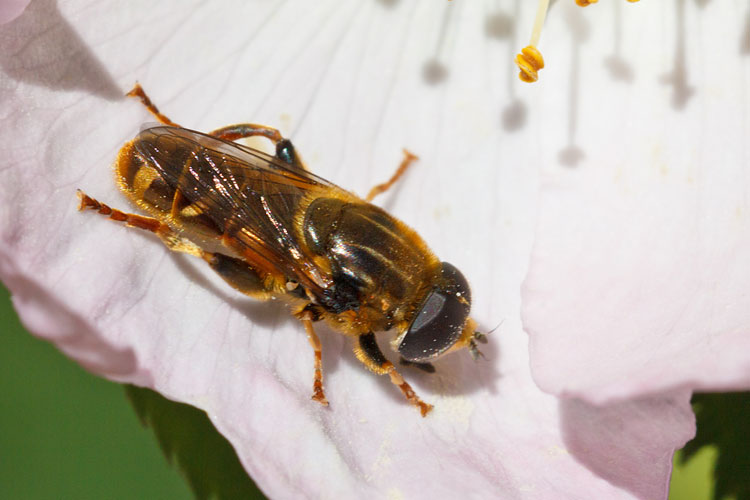Sirfide aquilano