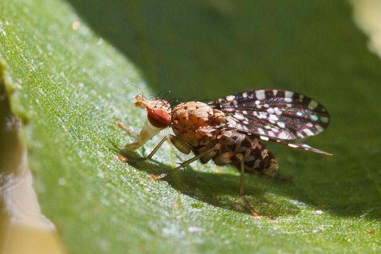 Trypetoptera punctulata
