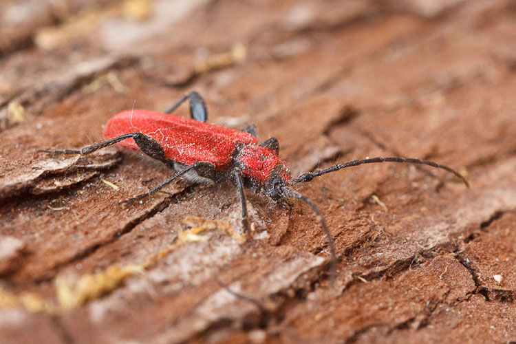 Cerambycidae dalla legna - Pyrrhidium sanguineum