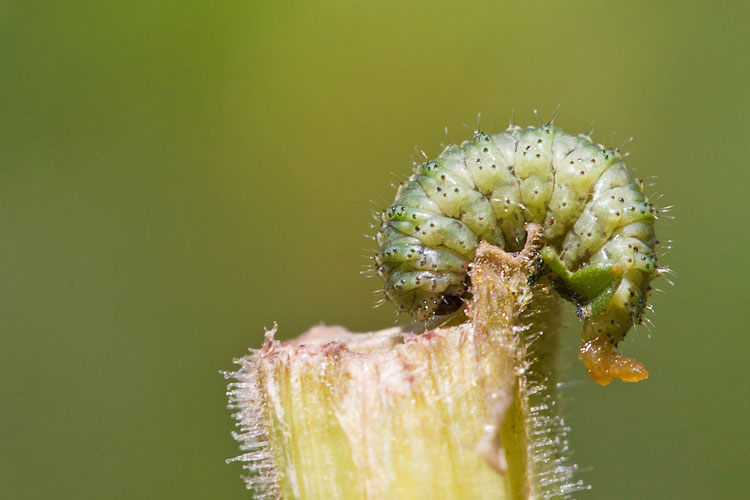 Larva di coleottero?