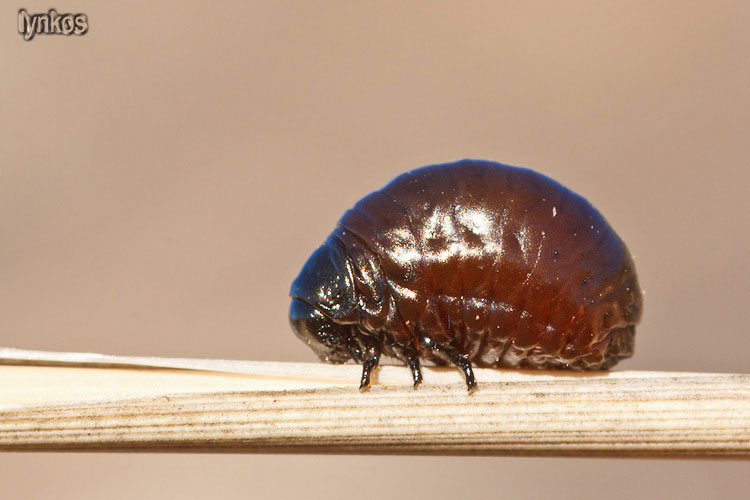 Possibile larva di Timarcha?