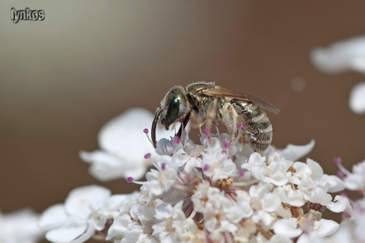 Assomiglia ad un Nomioides:...meglio Apidae Halictinae
