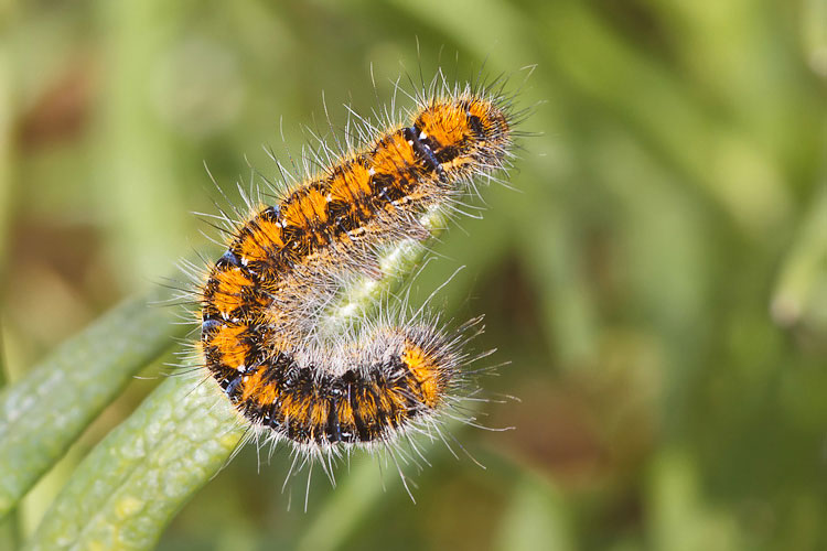 Bruco dal Supramonte
