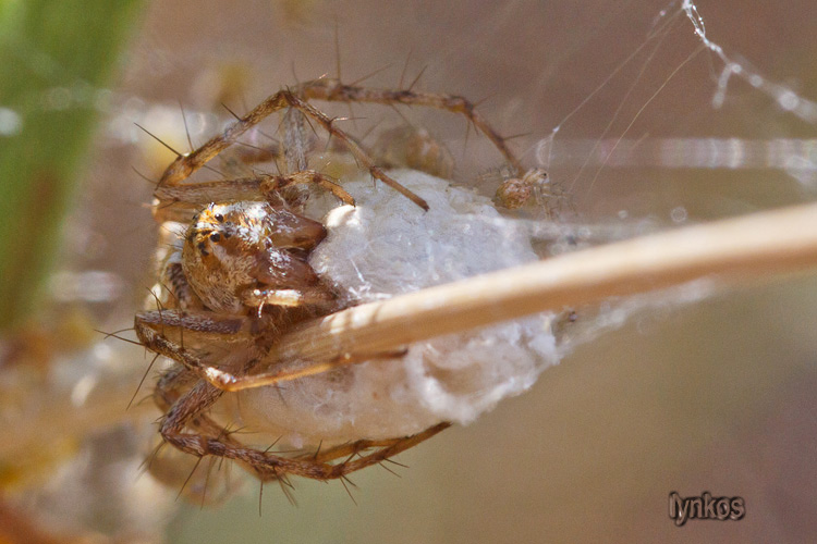 Oxyopes cfr heterophthalmus + ovisacco e piccoli - L''Aquila