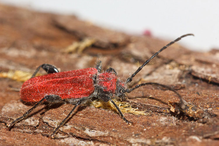Cerambycidae dalla legna - Pyrrhidium sanguineum