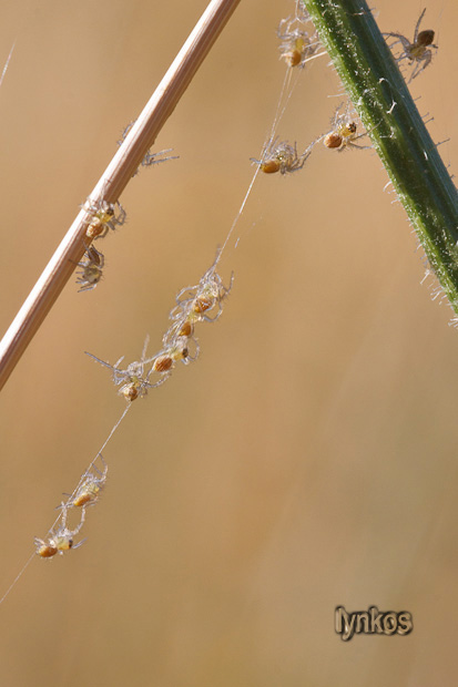 Oxyopes cfr heterophthalmus + ovisacco e piccoli - L''Aquila