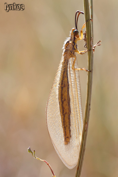 Potrebbe essere un Myrmecaelurus?  S  !