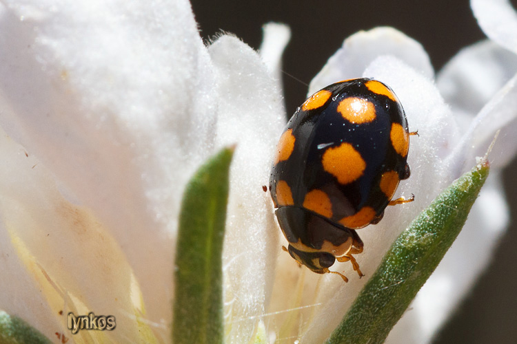 Coccinula quatuordecimpustulata