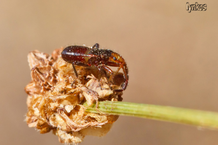 Lygaeidae: neanide di Lasiocoris anomalus dell''Abruzzo (AQ)