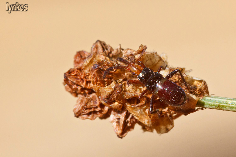 Lygaeidae: neanide di Lasiocoris anomalus dell''Abruzzo (AQ)