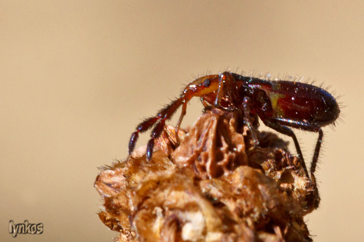 Lygaeidae: neanide di Lasiocoris anomalus dell''Abruzzo (AQ)