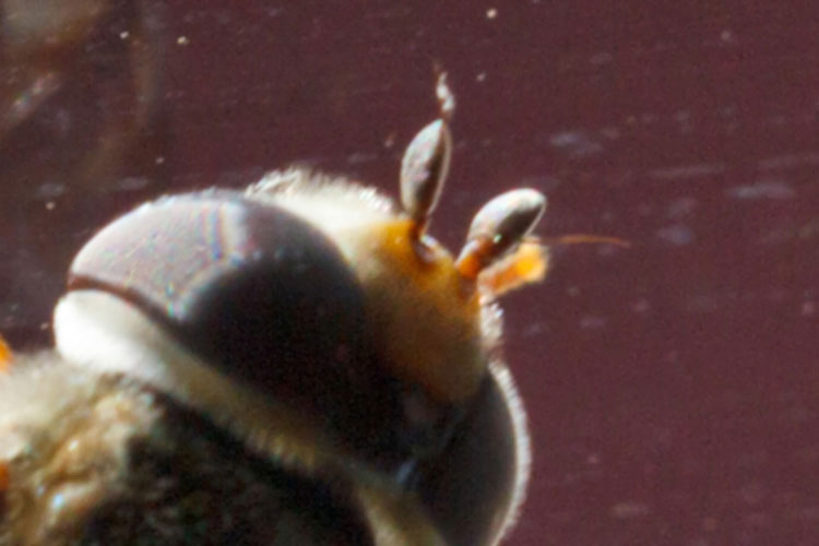 L''invasione dei sirfidi!