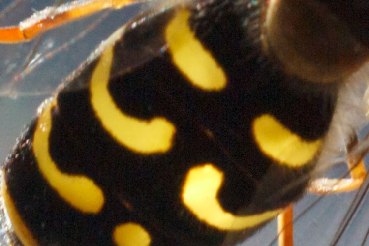 L''invasione dei sirfidi!