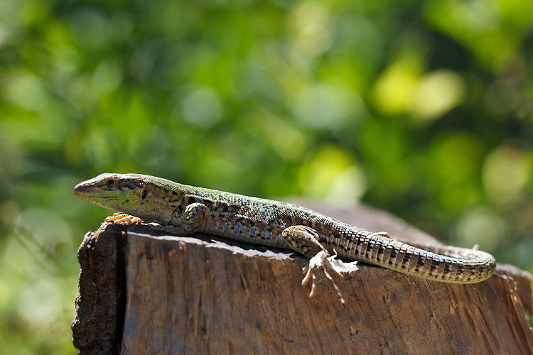 La solita domanda lucertolosa