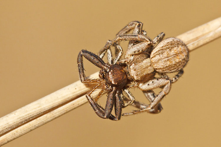 Xysticus sp. - Barisciano (AQ)