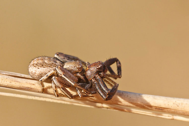 Xysticus sp. - Barisciano (AQ)