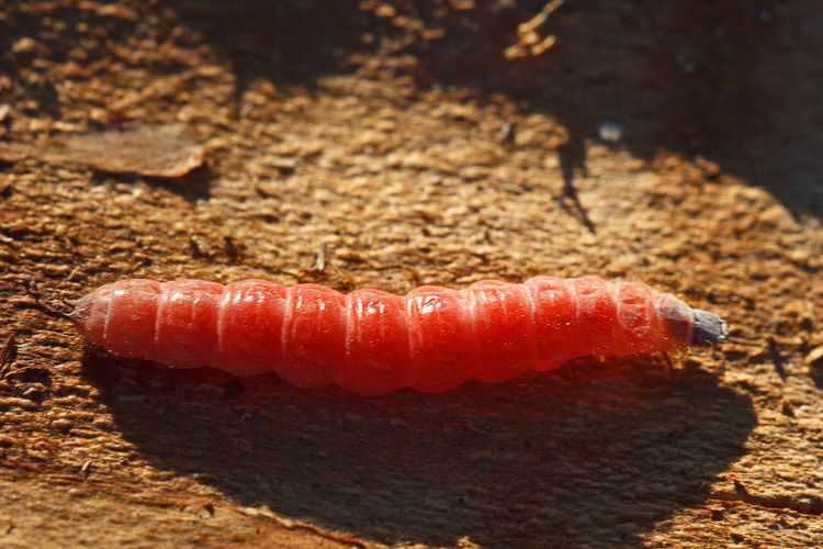 Larva colore rosa: Cleridae?