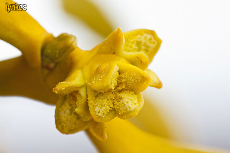 Le ultime arrivate tra le piante gi fiorite