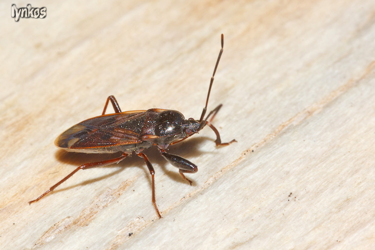 Lygaeidae: Eremocoris fenestratus dell''Abruzzo (AQ)