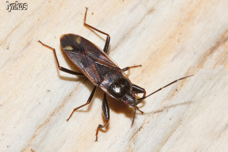 Lygaeidae: Eremocoris fenestratus dell''Abruzzo (AQ)