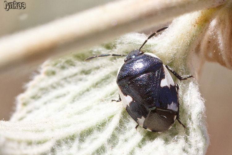 Cydnidae: Tritomegas sexmaculatus dell''Abruzzo (AQ)