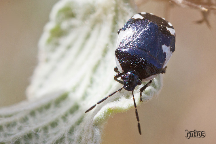 Cydnidae: Tritomegas sexmaculatus dell''Abruzzo (AQ)