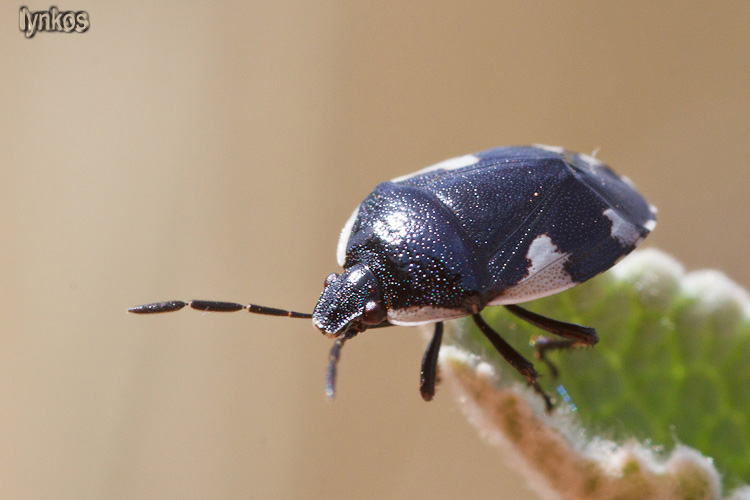 Cydnidae: Tritomegas sexmaculatus dell''Abruzzo (AQ)