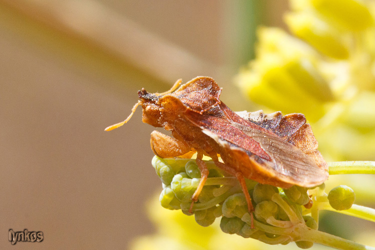 Reduviidae: Phymata crassipes dell''Abruzzo (AQ)