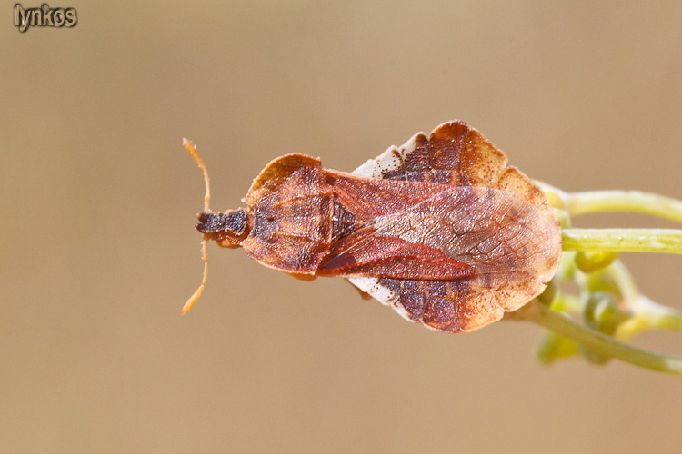 Reduviidae: Phymata crassipes dell''Abruzzo (AQ)