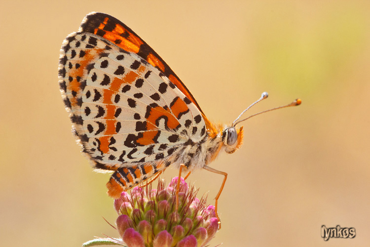 Melitaea trivia? - No, M. dydima