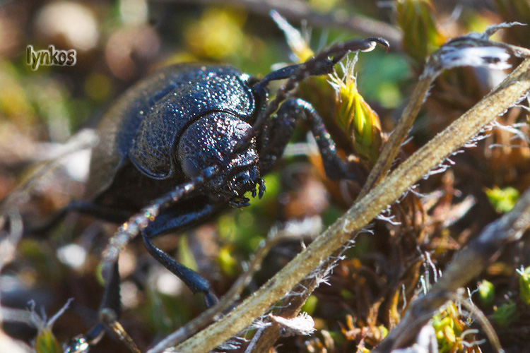 Carabidae da determinare (no, Galeruca thanaceti)
