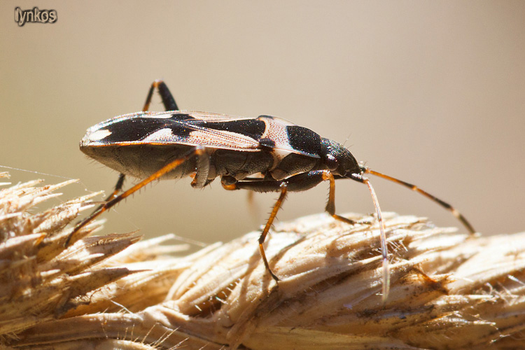 Lygaeidae: Raglius confusus dell''Abruzzo (AQ)