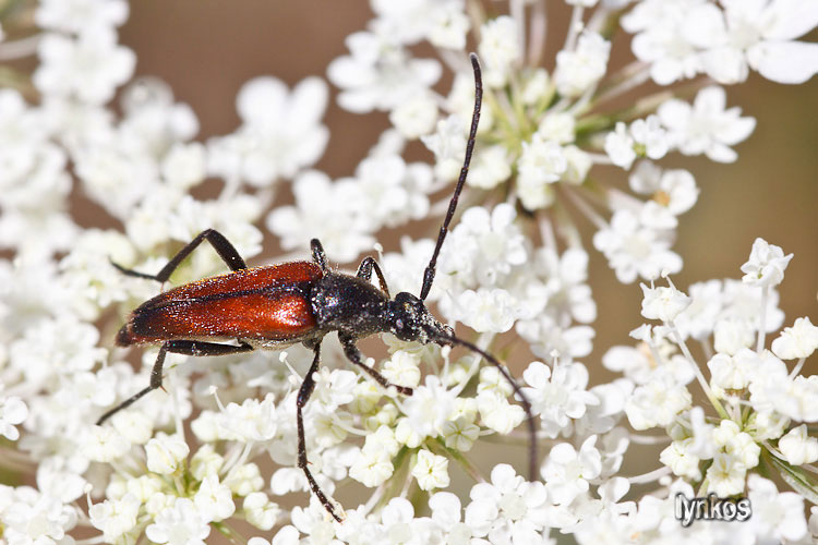 Stenurella bifasciata (Cerambycidae)