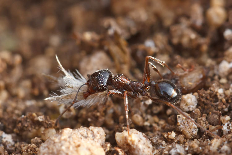 Lavori d''autunno... Camponotus? No. Messor structor