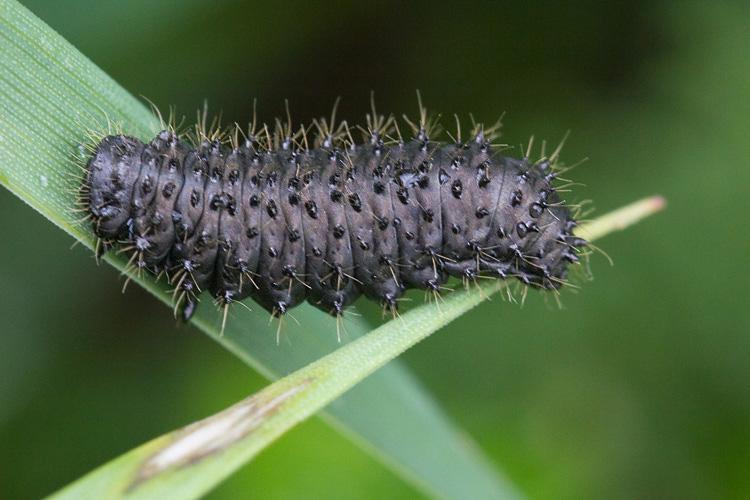 Bruco nero su Poaceae